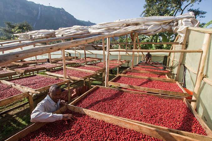Coffee processing