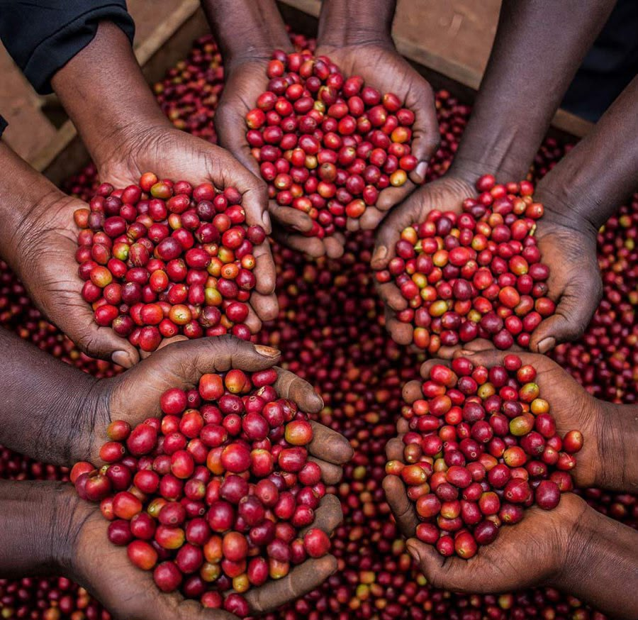Ugandan Arabica coffee beans representing the high-altitude growing regions of Mount Elgon and Rwenzori