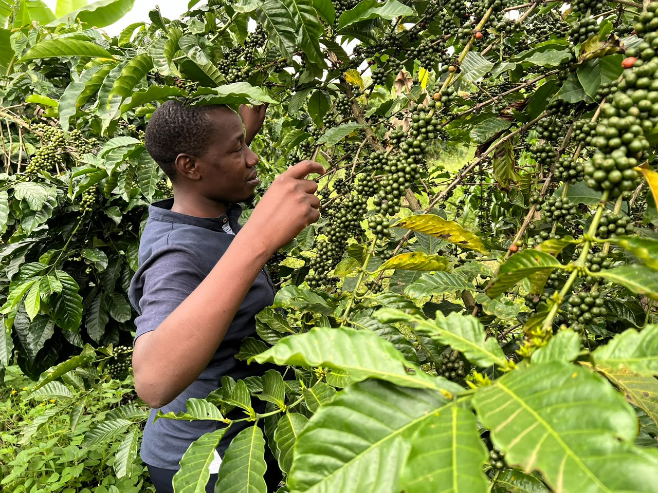 Unroasted Ugandan green coffee beans prepared for export sourcing and buyer evaluation