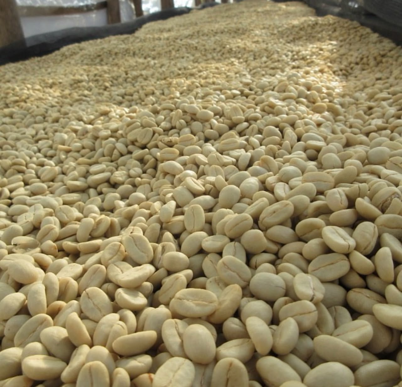 Ugandan Robusta coffee beans representing the country’s established coffee-growing heritage