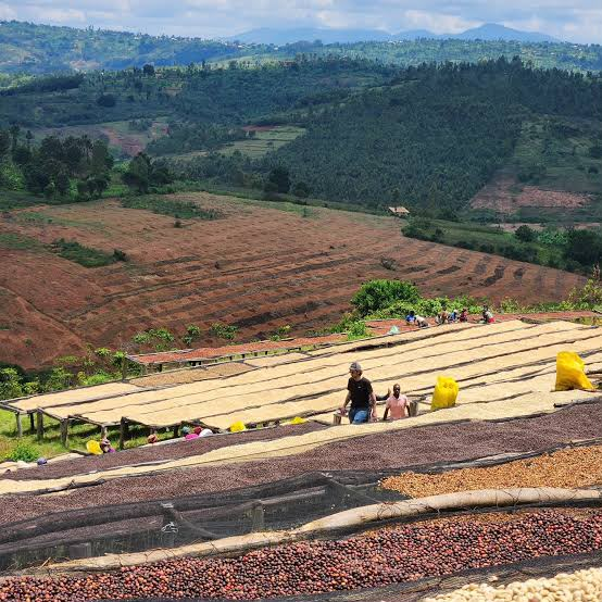 Coffee-growing landscape representing the future of Ugandan coffee