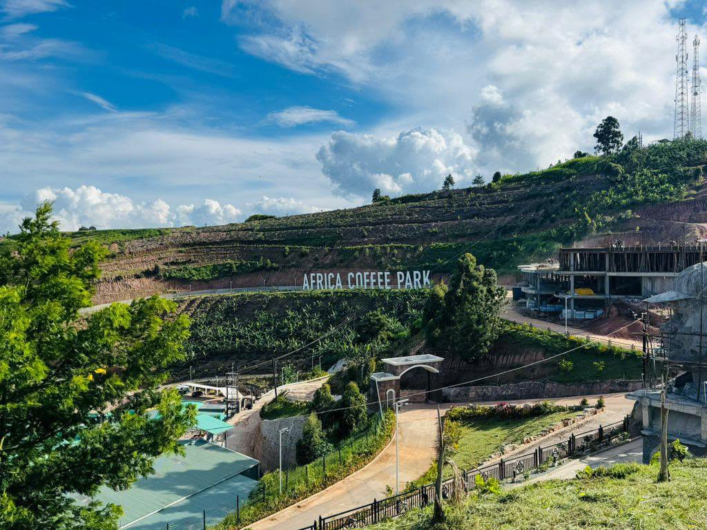 Coffee cherries and beans representing Uganda’s coffee origins